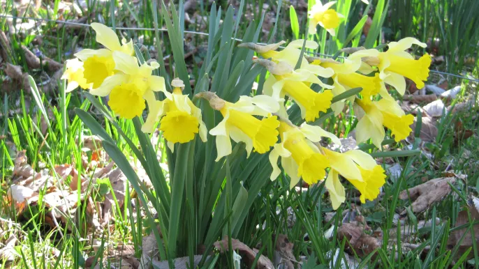 Osterglocken (Foto: Ruedi Wipf) Osterglocken (Foto: Ruedi Wipf)